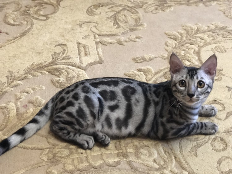 Бенгальская кошка серебристый