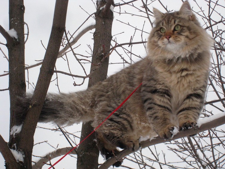 Сибирская Аборигенная порода кошек