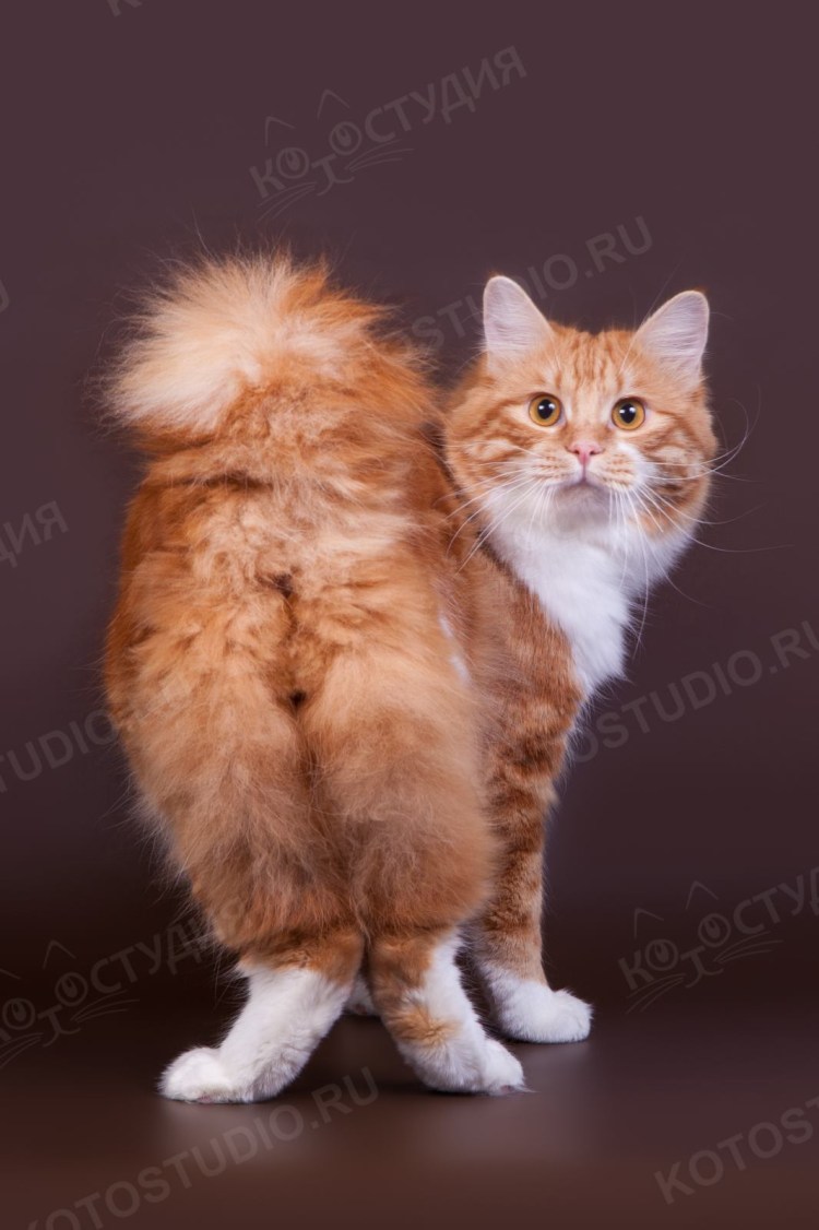 Алтайская кошка порода