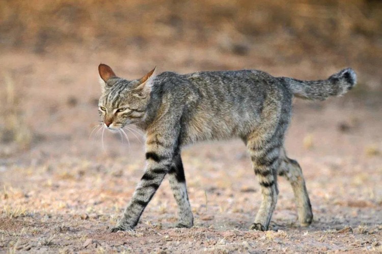 Степная кошка (Felis Libyca)