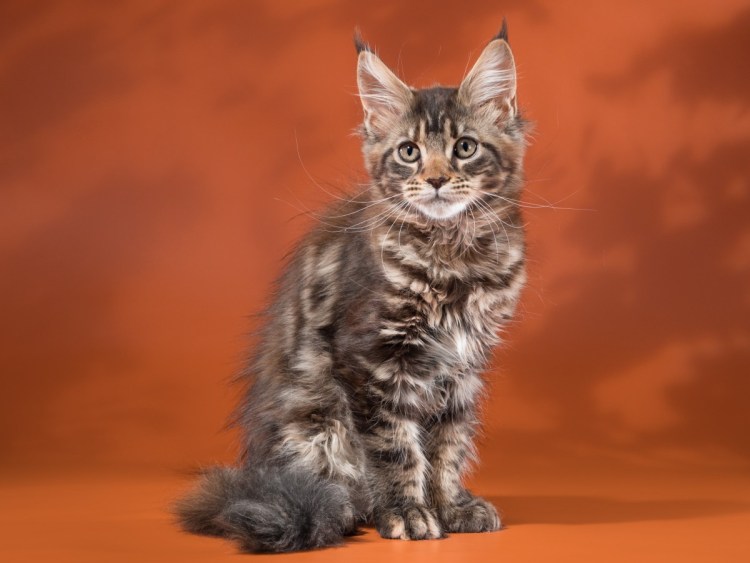 Кипрская кошка порода