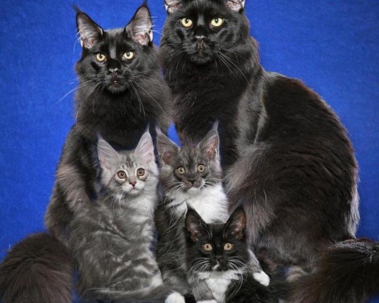 Мейн кун Аборигенная порода