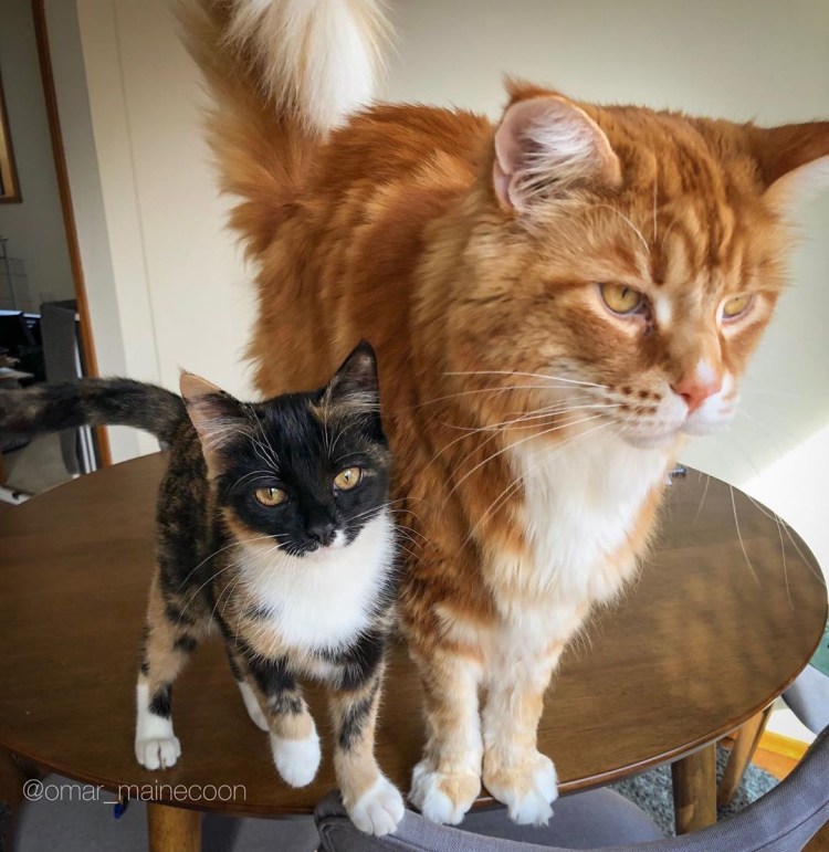 Мейн кун гладкошерстный