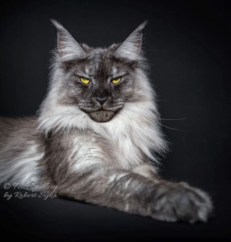 Мейн кун Король