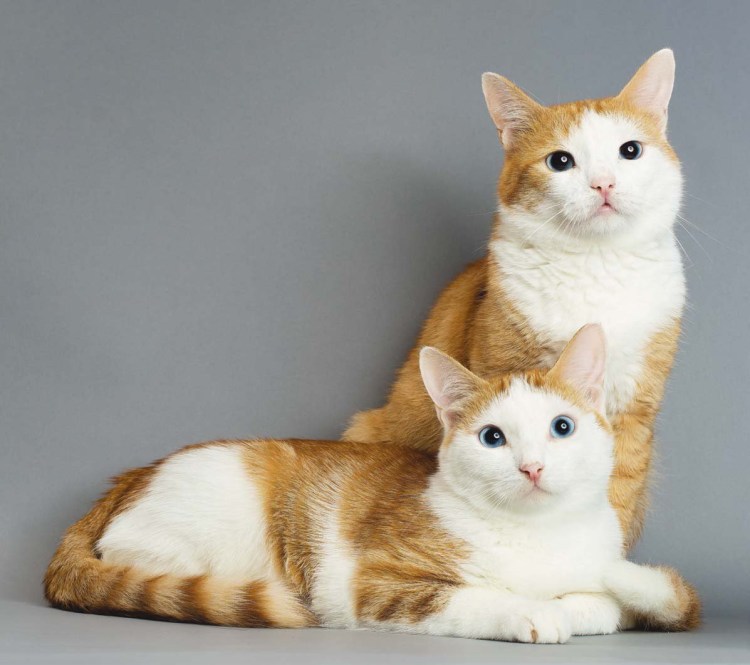 Аборигенные породы кошек