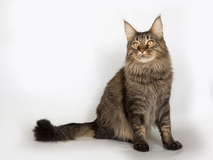 Сибирская Аборигенная порода