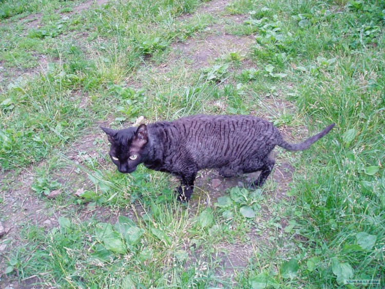 Порода кошек Мейн-кун котята