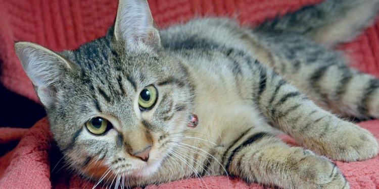 Корм для меконгского бобтейла котенка