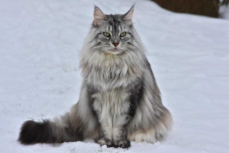 Мейн кун Аборигенная порода