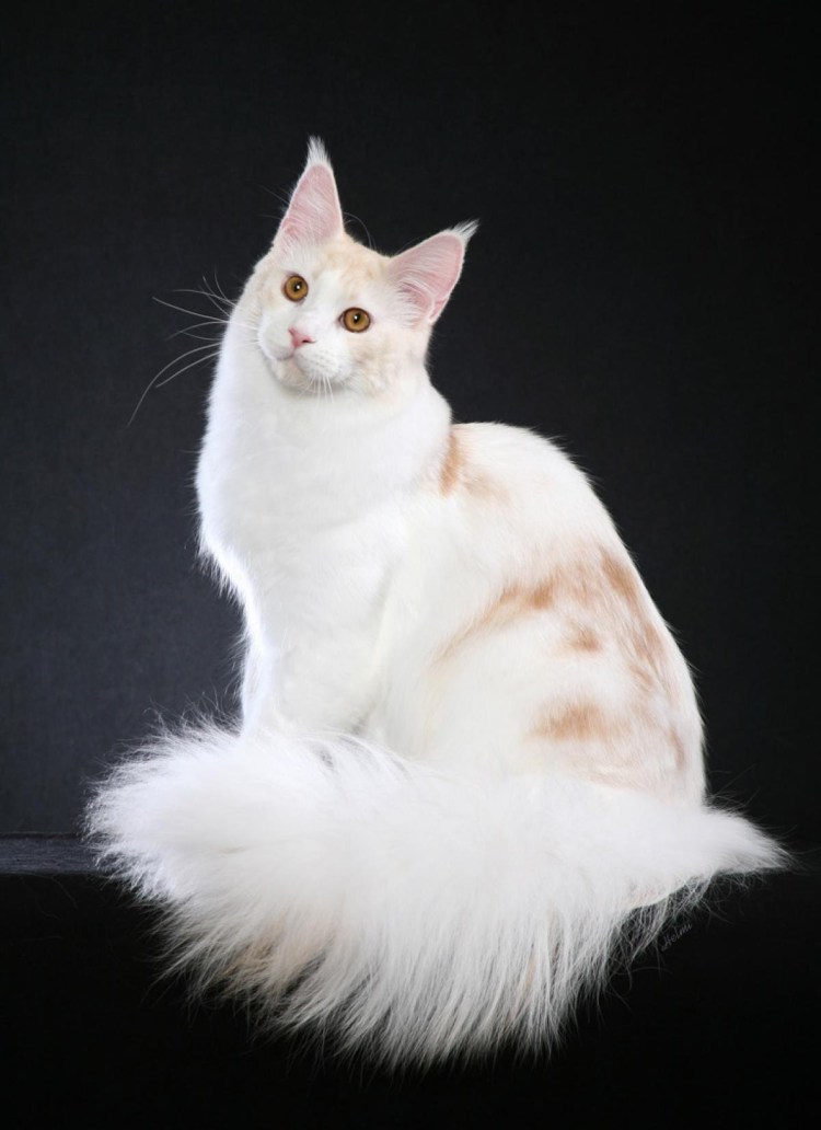 Черная кошка Мейн кун