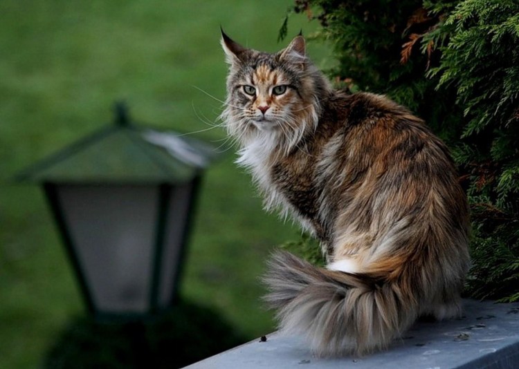 Кошка Мейн кун