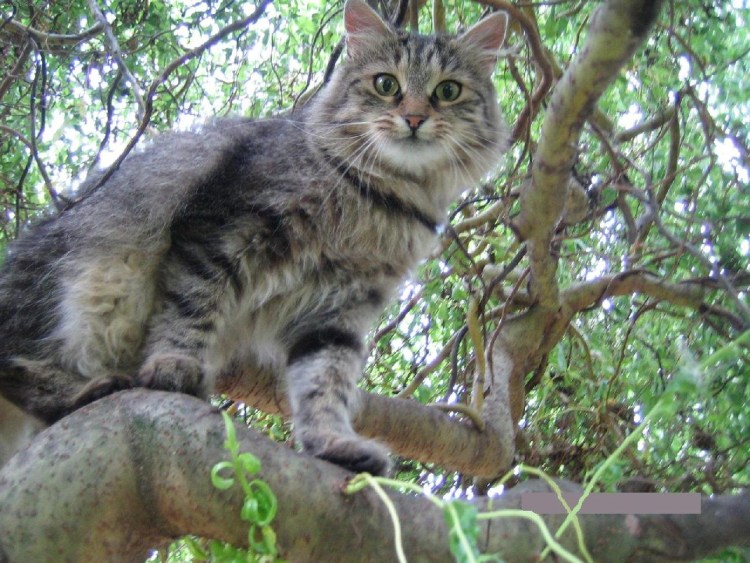 Кошка Мейн кун