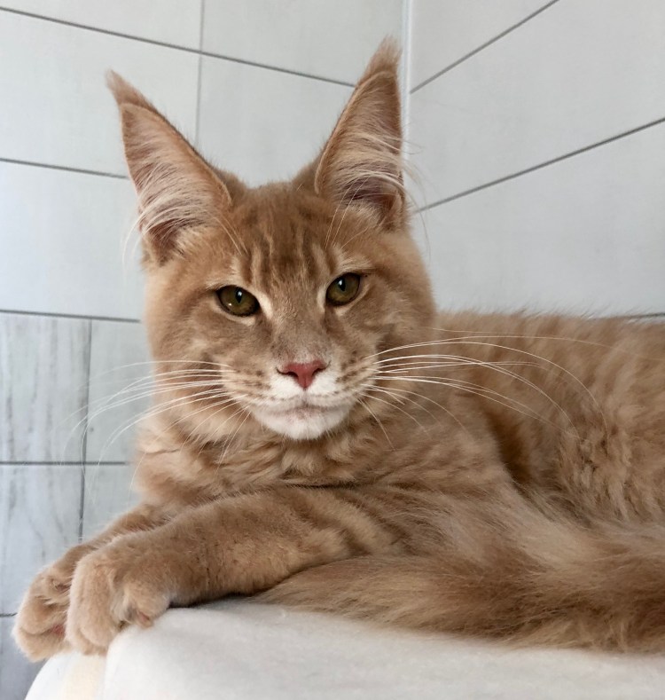 Норвежский Лесной кот