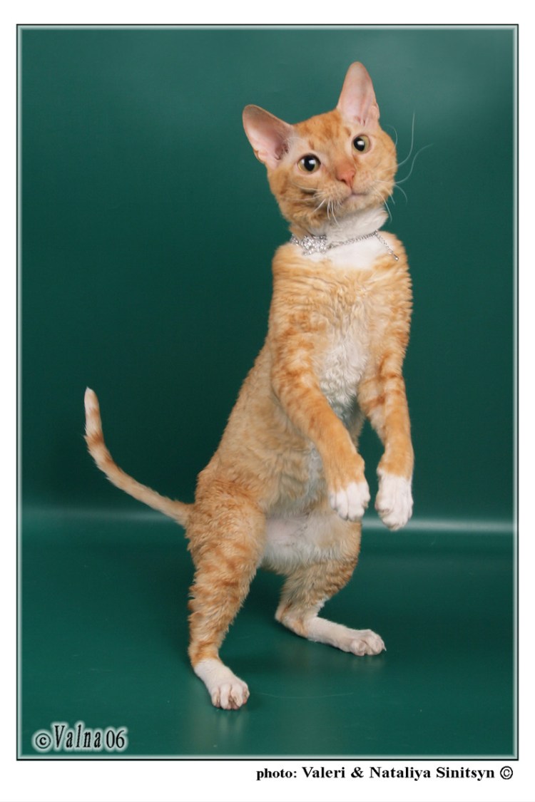 Мейн кун Ричи