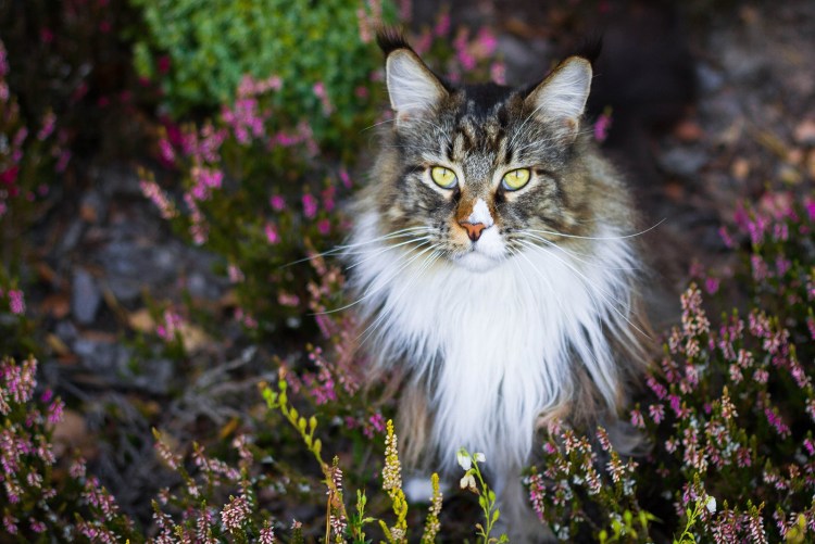 Сибирский Мейн кун