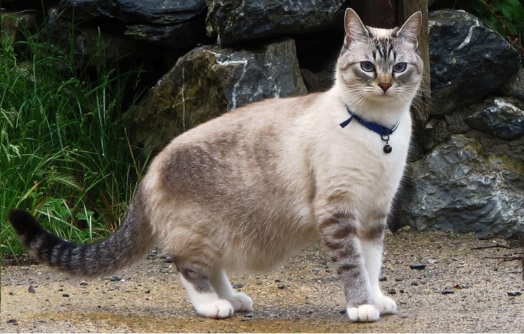 Сибирская длинношерстная кошка