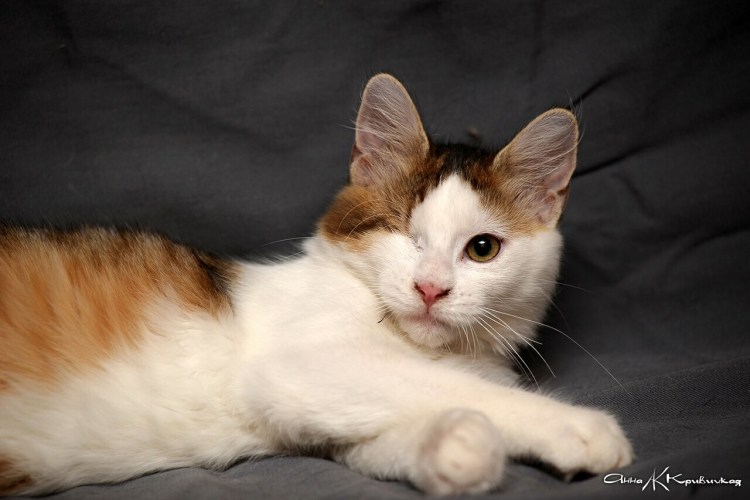 Рыже белый кот