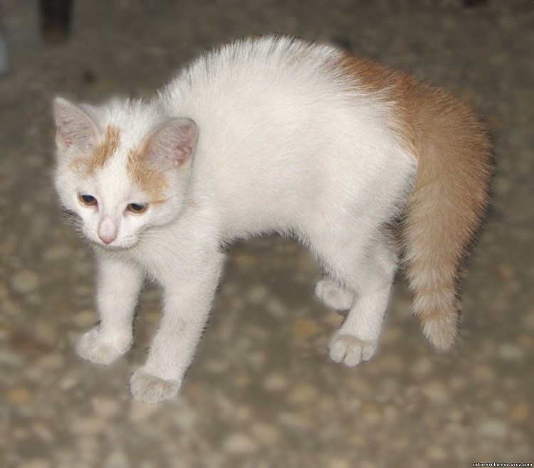 Котенок белый с рыжими пятнами