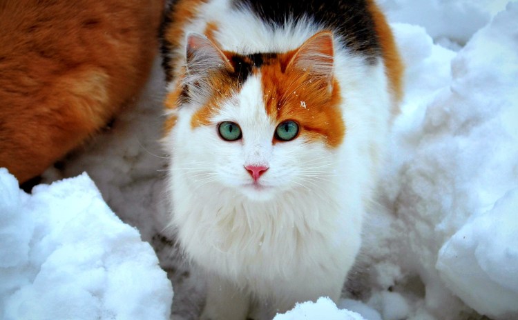 Худая рыже белая кошка