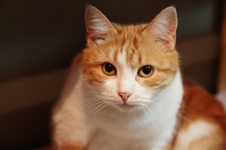 Кошка рыжая с белым