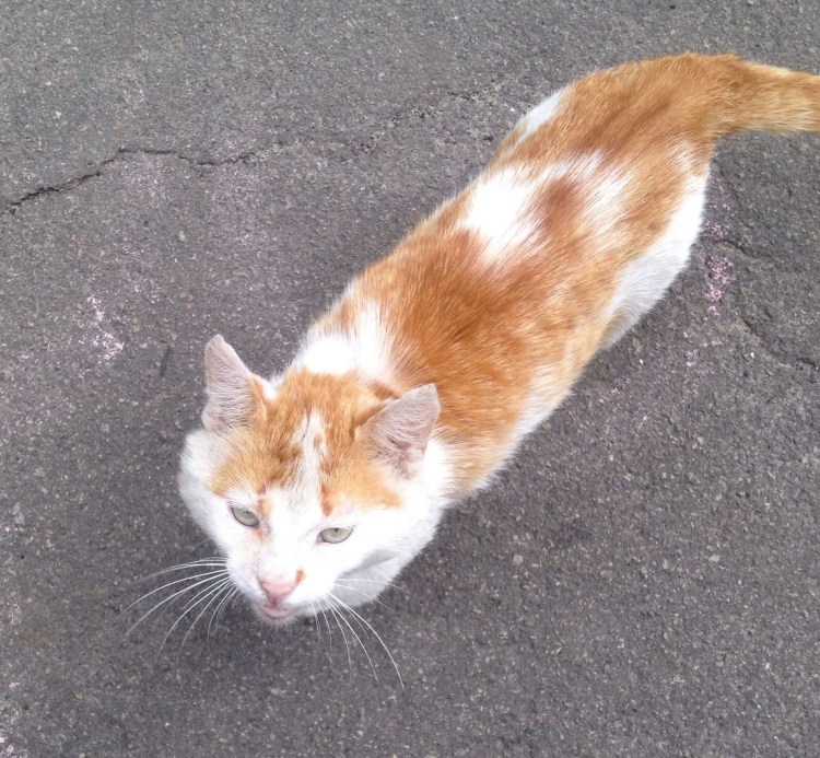 Рыжий гладкошерстный кот порода