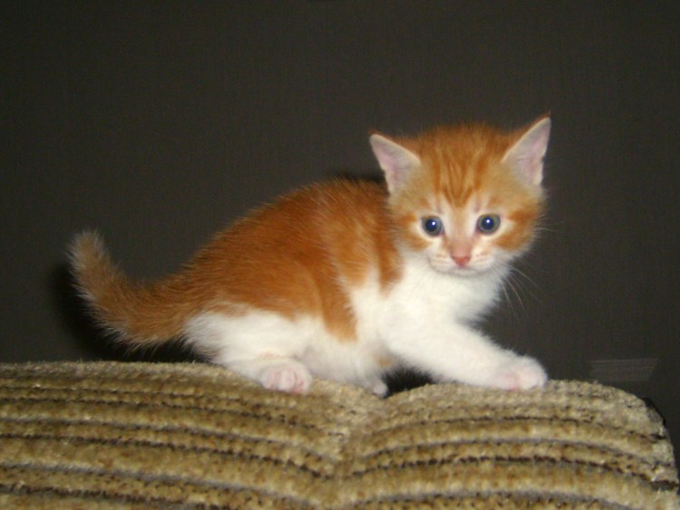 Кот серо бело рыжий