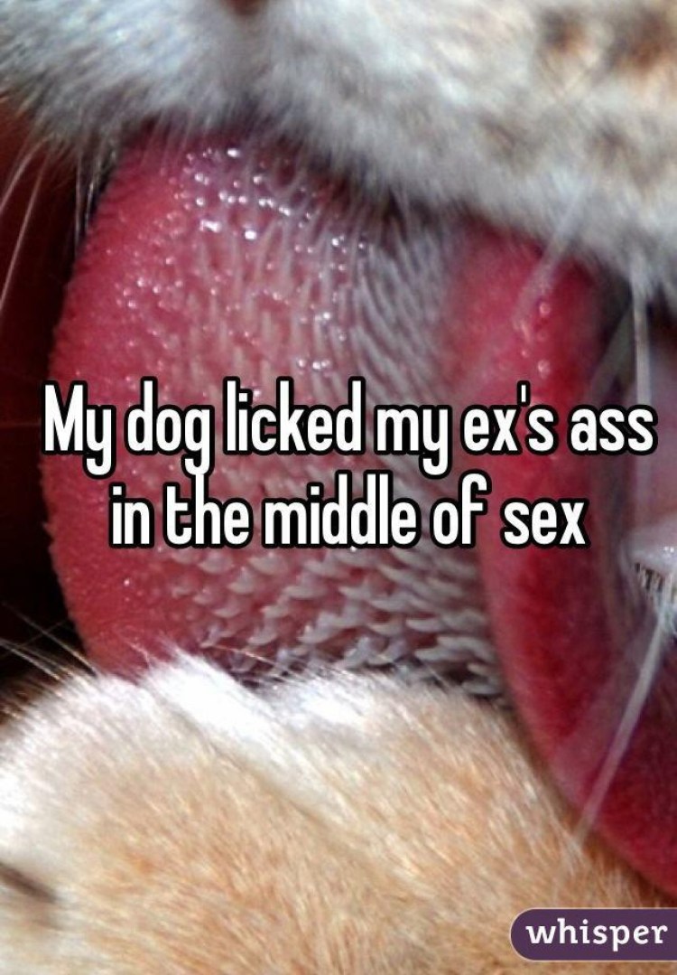 Кошка облизывается