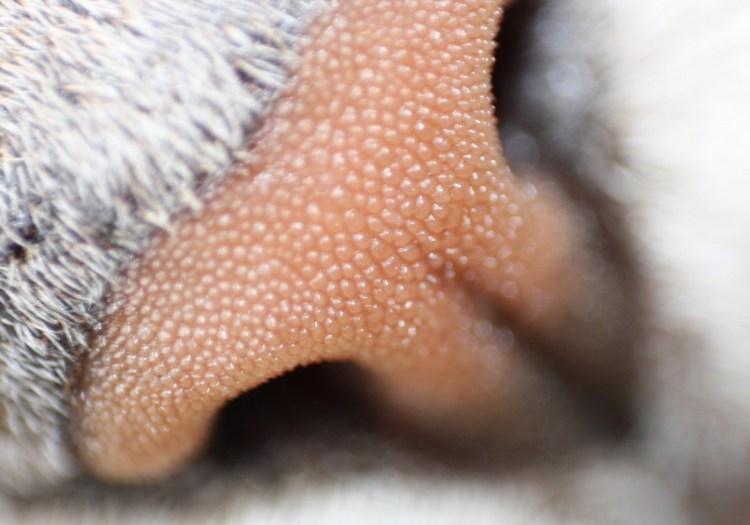 Язык кошки крупным планом