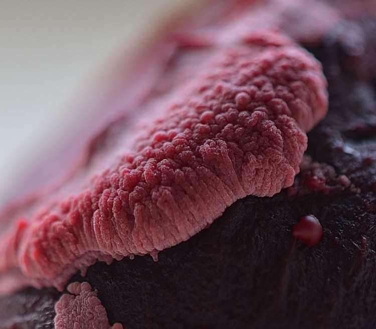 Кошкин язык под микроскопом