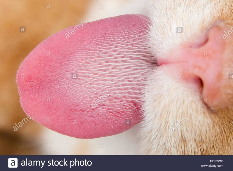 Язык человека под микроскопом