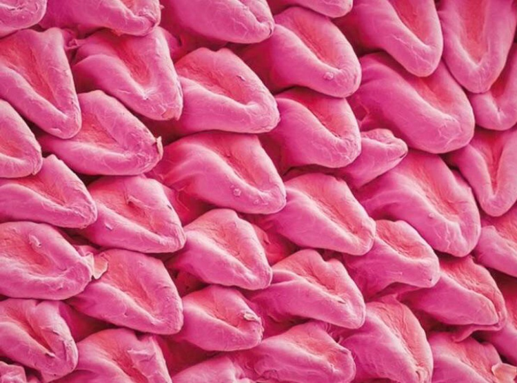 Кошкин язык под микроскопом