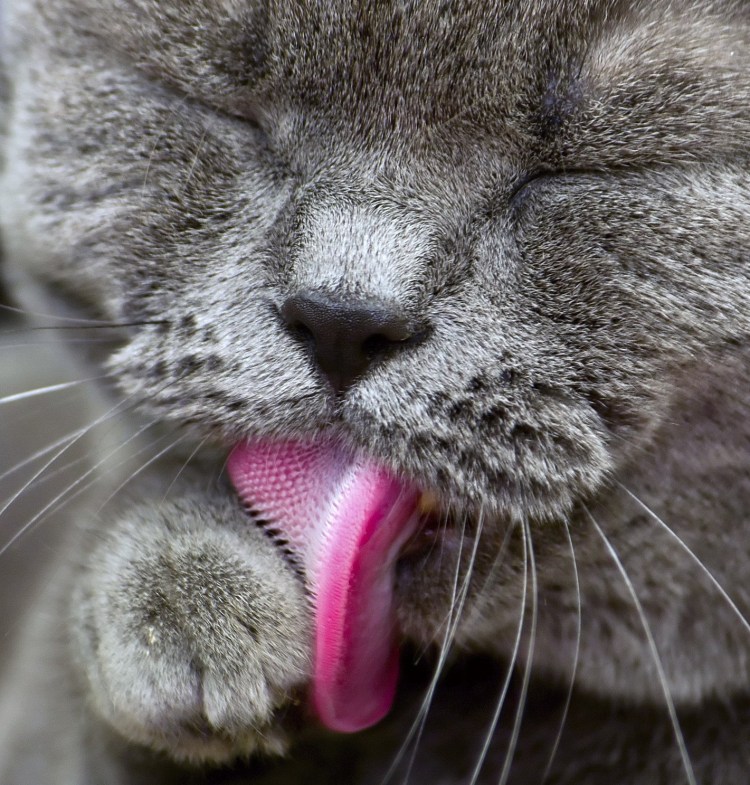 Язык кошки крупным планом