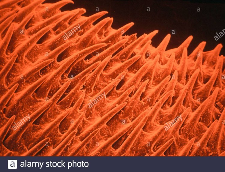 Кошачий язык под микроскопом