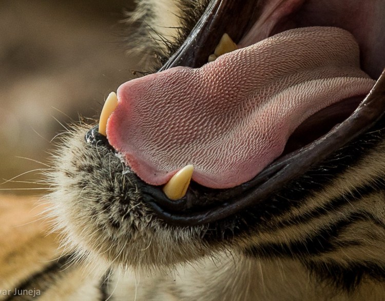 Кошкин язык под микроскопом