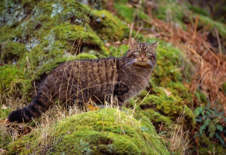 Дикий Лесной камышовый кот