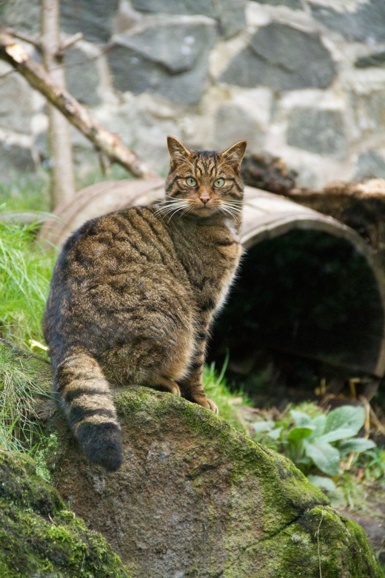 Кавказский дикий Лесной кот