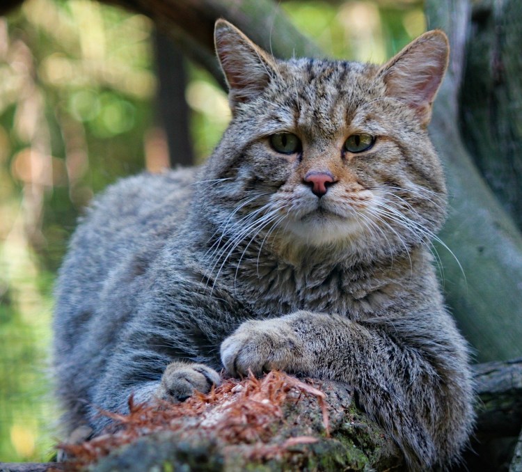 Шотландский дикий Лесной кот