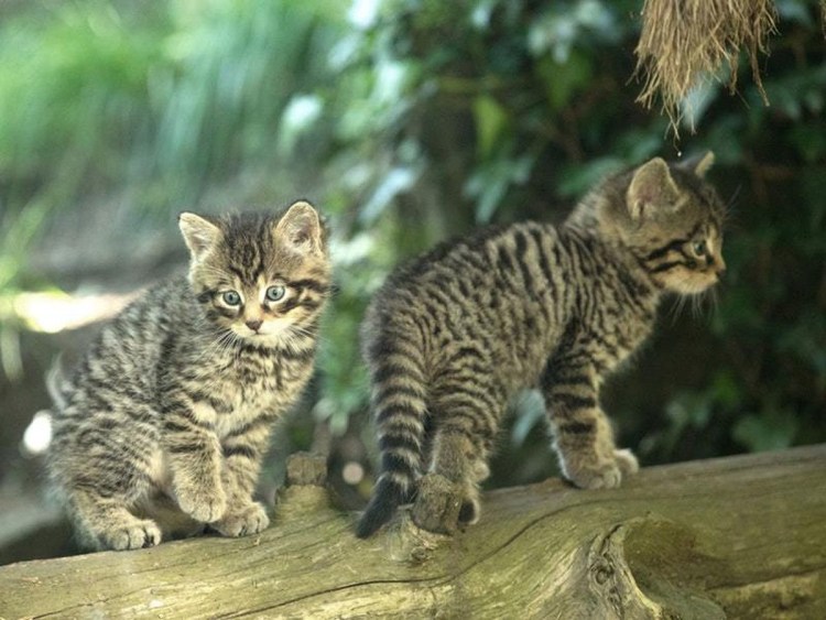 Лесной кот Felis Silvestris