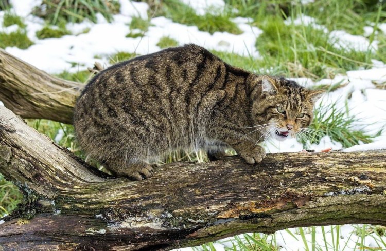 Европейский дикий Лесной кот