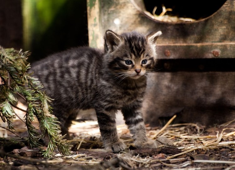 Scottish Wildcat Vertical
