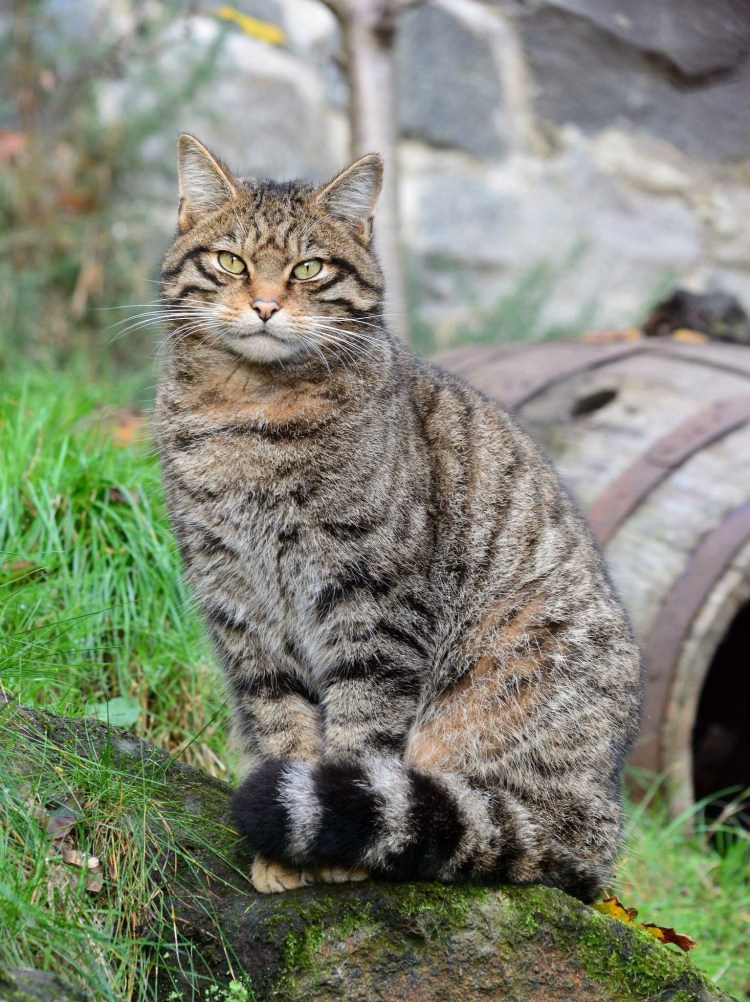 Дикий кот Краснодарского края