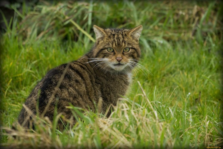 Кавказская Лесная кошка Felis Silvestris Caucasica