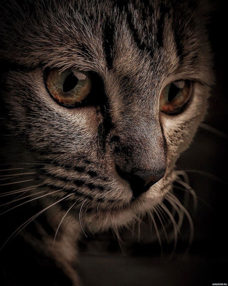 Монохромный кот