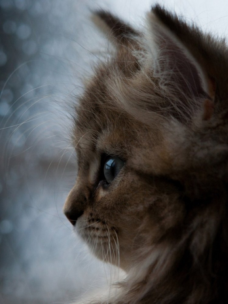 Грусть картинки