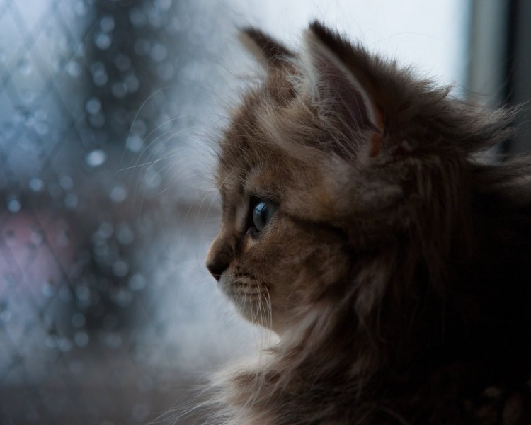 Грустный кот