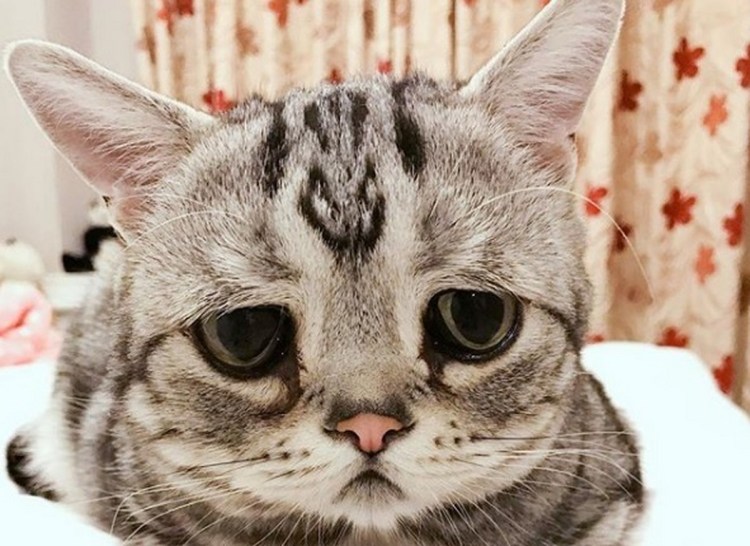 Грустная кошка