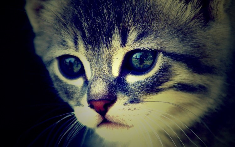 Грустный котенок на аву