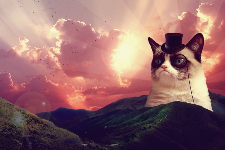 Грустная кошка