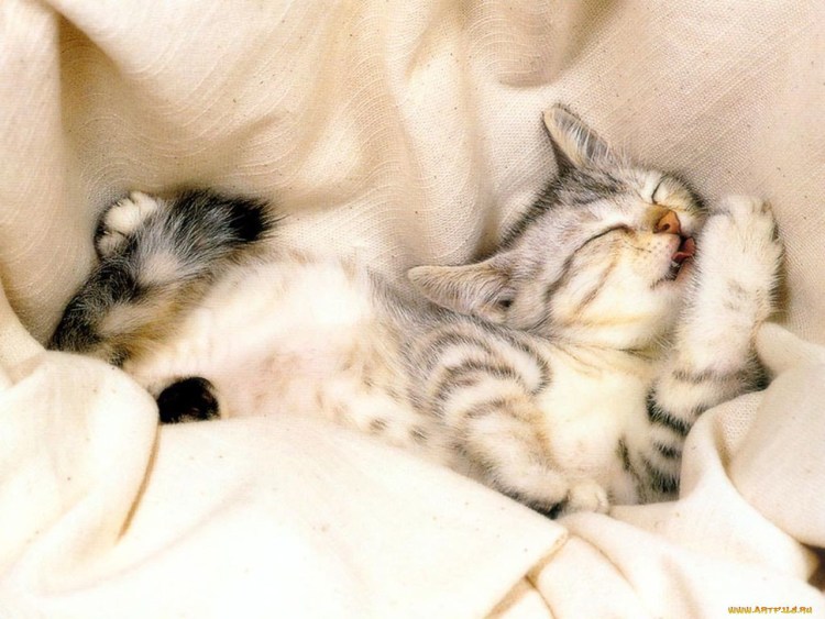 Котенок спит на подушке