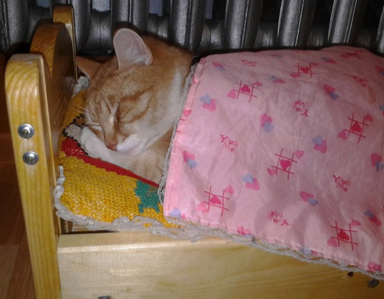 Котик в кроватке